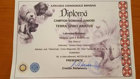 Asociatia Chinologica Romana - Diploma Campion Junior Romania - Terra Spirit Aratus - Terra Spirit Happy Nikos