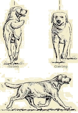 Standardul Labradorului - Miscarea Labradorului