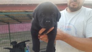 Pui de labrador de vanzare negru cu pedigree - Canisa Terra Happy