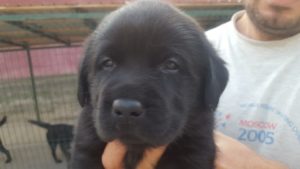 Pui de labrador de vanzare negru cu pedigree - Canisa Terra Happy Image-2