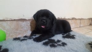 Pui de labrador de vanzare negru cu pedigree - Canisa Terra Happy Image-9