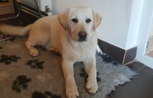 Abi Garish Style - Canisa Terra Happy - Labrador Galben