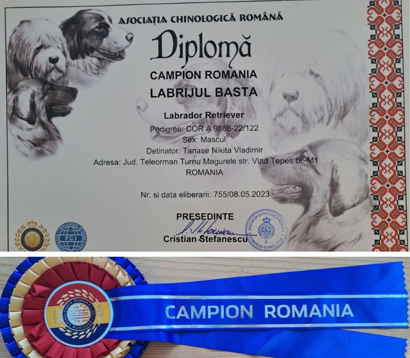 Labrijul Basta Campion Junior Romania