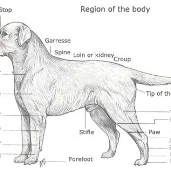 Labrador Nikos - Canisa Terra Happy - Standardul Labradorului de calitate