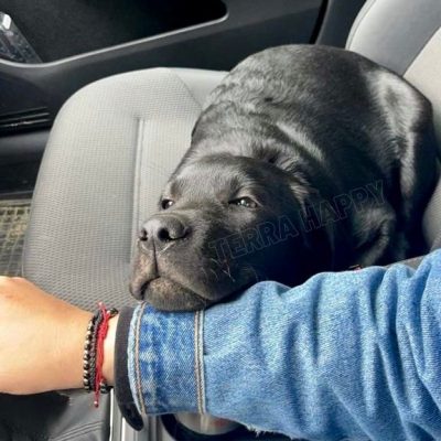 Labrador Retriever in masina - Gata pentru orice stil de viata