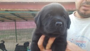 Pui de labrador de vanzare negru cu pedigree - Canisa Terra Happy Image-1