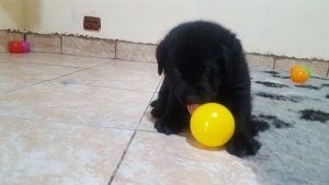 Pui de labrador de vanzare negru cu pedigree - Canisa Terra Happy Image-4