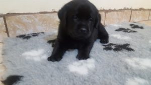 Pui de labrador de vanzare negru cu pedigree - Canisa Terra Happy Image-7