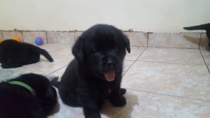 Pui de labrador de vanzare negru cu pedigree - Canisa Terra Happy Image-8