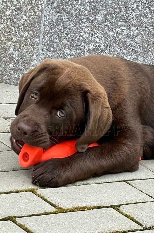 Pui de Labrador ciocolatiu din canisa terra happy