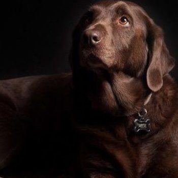 Achizitionarea unui pui de labrador - Ghid informativ