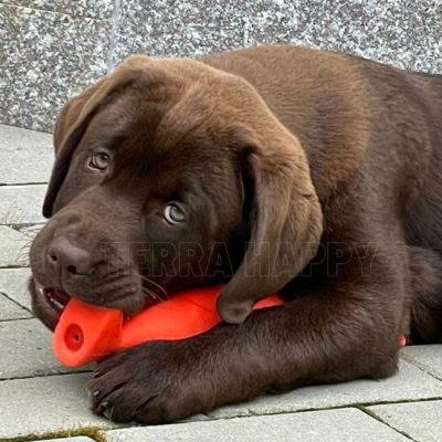 Pui de Labrador ciocolatiu din canisa terra happy