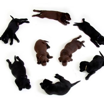 Sfaturi despre cumpararea unui labrador